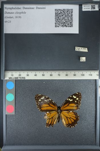 Media type: image;   Entomology 165360